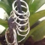 Thumbnail for Boucles d'oreilles
