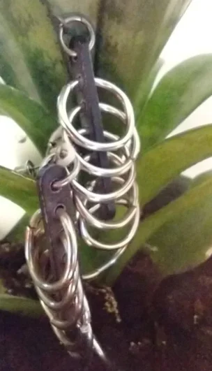 Image for Boucles d'oreilles