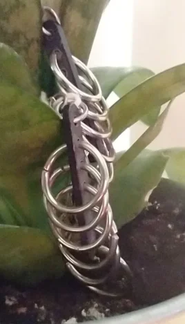 Image for Boucles d'oreilles