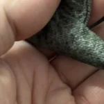 Thumbnail for Sac à dos dinosaure 3D avec capuche intégrée – Marque Morikukko (Enfant)