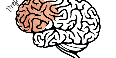 prefrontal cortex