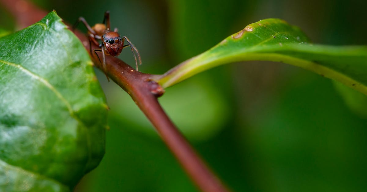 Canberra Pest Control