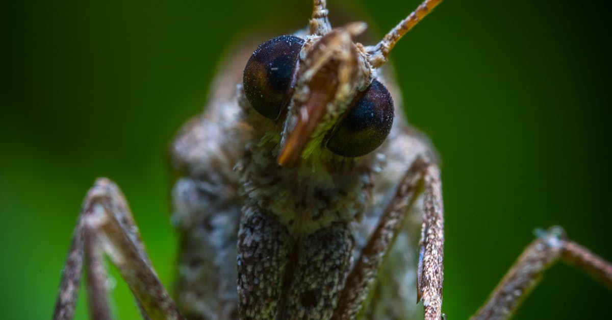 Canberra Pest Control