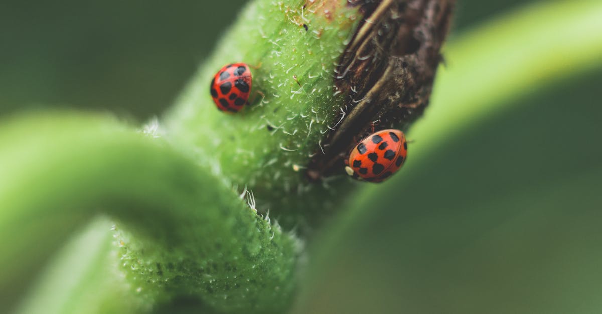 Canberra Pest Control