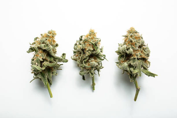 When Does Recreational Marijuana Start in Colorado