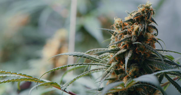 Denver Co Cannabis