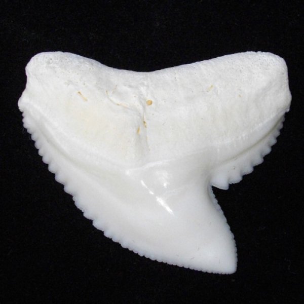 The Ultimate Guide to Finding Shells, Sharks Teeth, and Sea Glass on