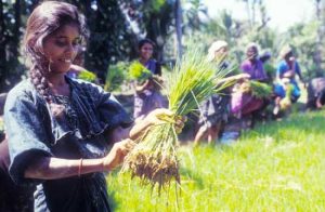 Agricultores familiares são os principais agentes para erradicação da fome