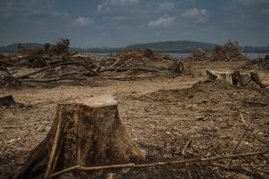 Belo Monte queima madeira legal e aquece mercado ilegal