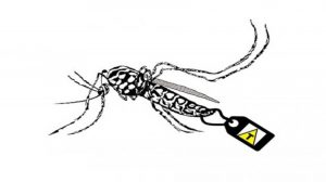 O negócio do zika e os mosquitos transgênicos