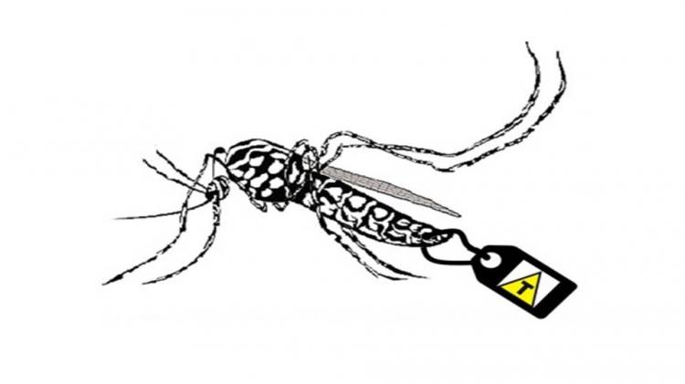 O negócio do zika e os mosquitos transgênicos