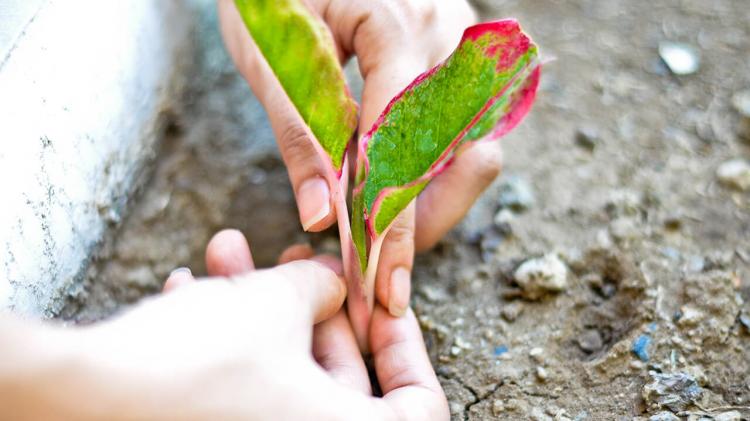 CEBI-SC Educação Socioambiental cuidando da "Casa comum"
