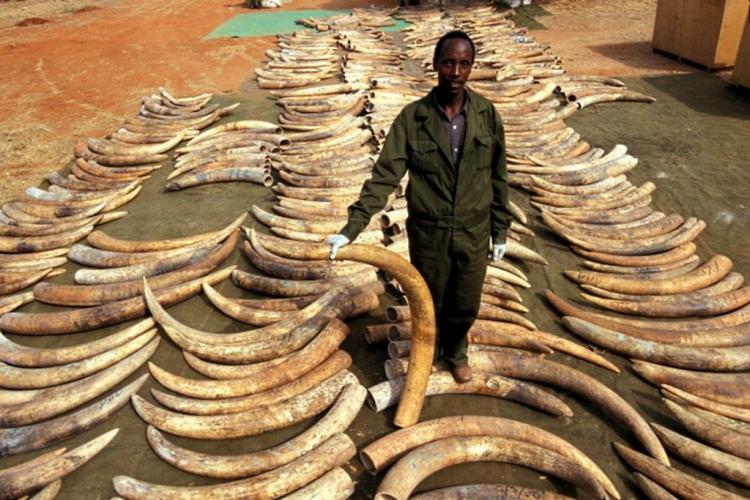 Crime ambiental é a quarta atividade ilegal mais lucrativa do mundo