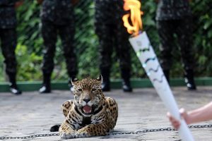 A cruel morte da onça Juma que envergonhou o comitê olímpico