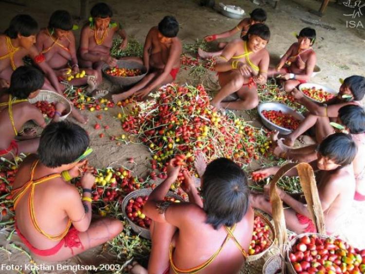 305 etnias e 274 línguas: estudo revela riqueza cultural entre índios no Brasil 1 305 etnias e 274 línguas: estudo revela riqueza cultural entre índios no Brasil