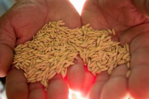 Festival da Reforma Agráriaria: uma nova sociedade é possível