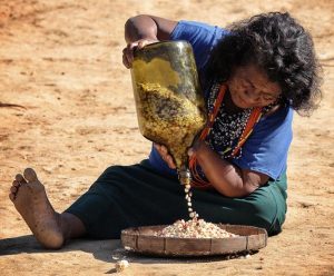 Festa do Milho Sagrado celebra a soberania alimentar e a resistência dos povos Guarani