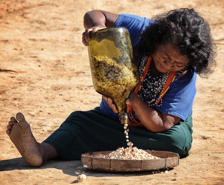 Festa do Milho Sagrado celebra a soberania alimentar e a resistência dos povos Guarani