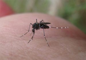 Pernilongo comum pode fazer parte do ciclo de transmissão do Zika vírus