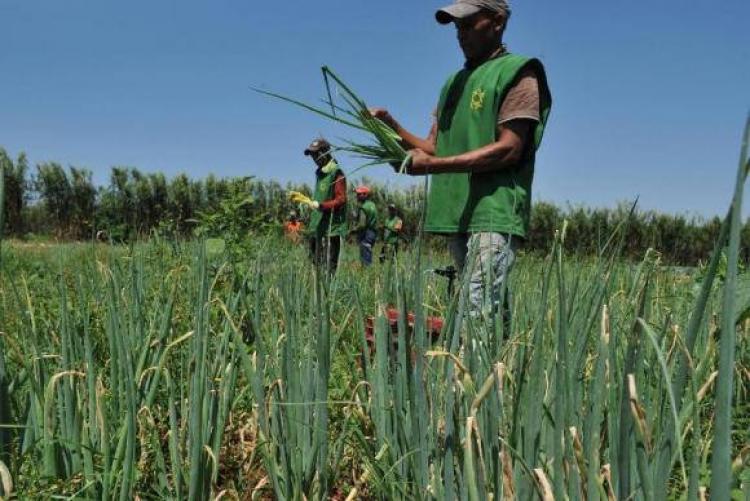 Merenda escolar: uma revolução para os agricultores familiares