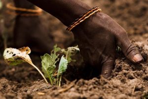 Planeta perde 33 mil hectares de terra fértil por dia