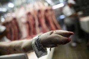 CARNE