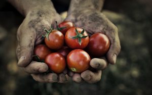 Eating Organic Fuels Eco Social Change