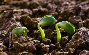 agroecologia 2