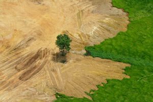 Taxa de desmatamento na Amazônia cresceu 16% entre 2014 e 2015. No ano passado, o resultado ficou 29% acima de 2015. (Foto de Custódio Coimbra)