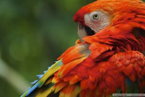 Recursos Naturais Da Amazonia 18