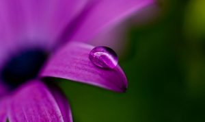 flor orvalhada