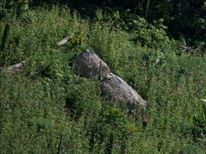 Maloca de grupos indigenas isolados