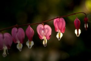 bleeding heart 1353520 960 720