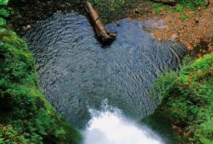 heart shape stream in forest1