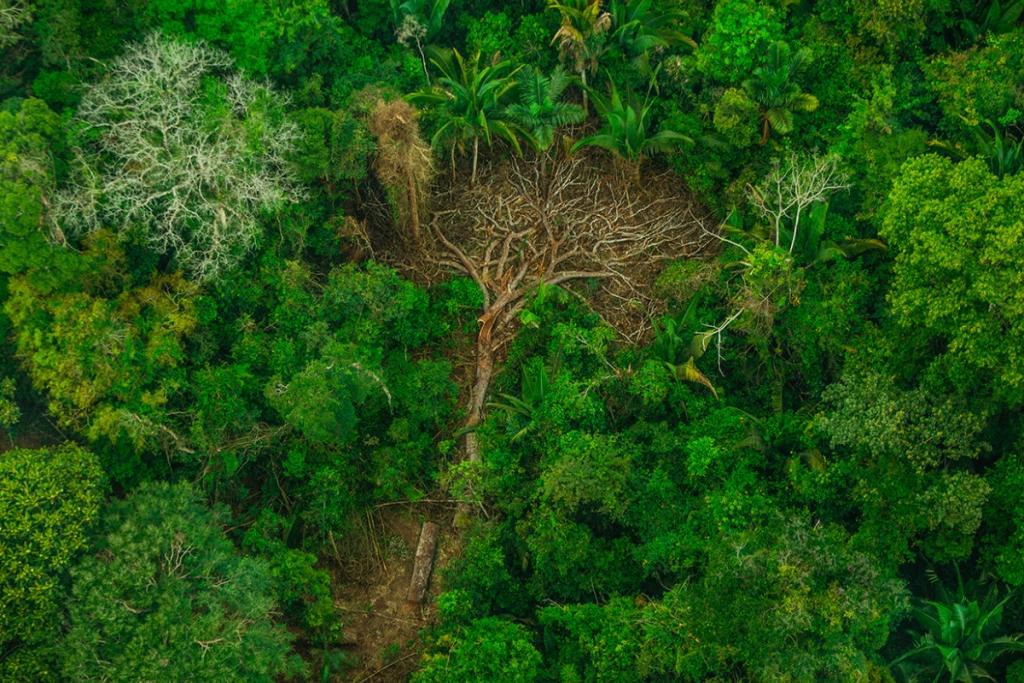 ecologia