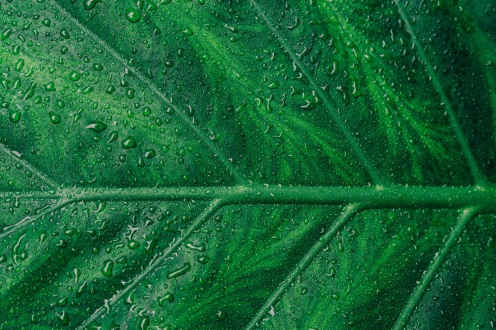 realeza interior