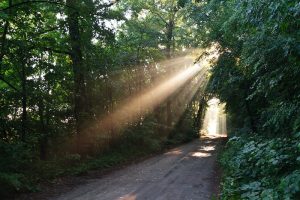 sun fog in forest P8RKPUL