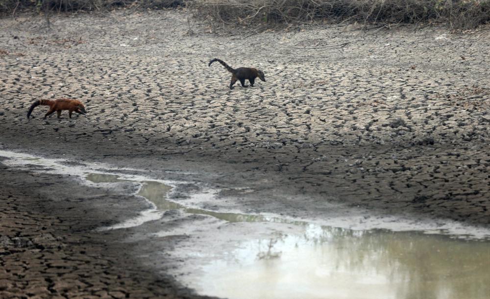 Ecologia, animais não humanos e fé cristã: o que o Pantanal tem a nos dizer? 1 1475508 463512