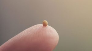 The Parable of the Mustard Seed Experiencing God First15 Daily Devotional