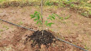 O Instituto de Missionários Leigos – Imile, inaugura o “bosque Pe. Nelito Nonato Dornelas”. 3 Inauguracao Bosque Pe. Nelito 09 de janeiro 10 1
