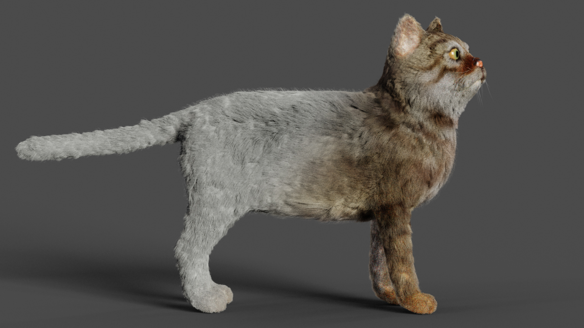 CGMEETUP - Cat Grooming Course in Blender 2.80 by Luwiz art