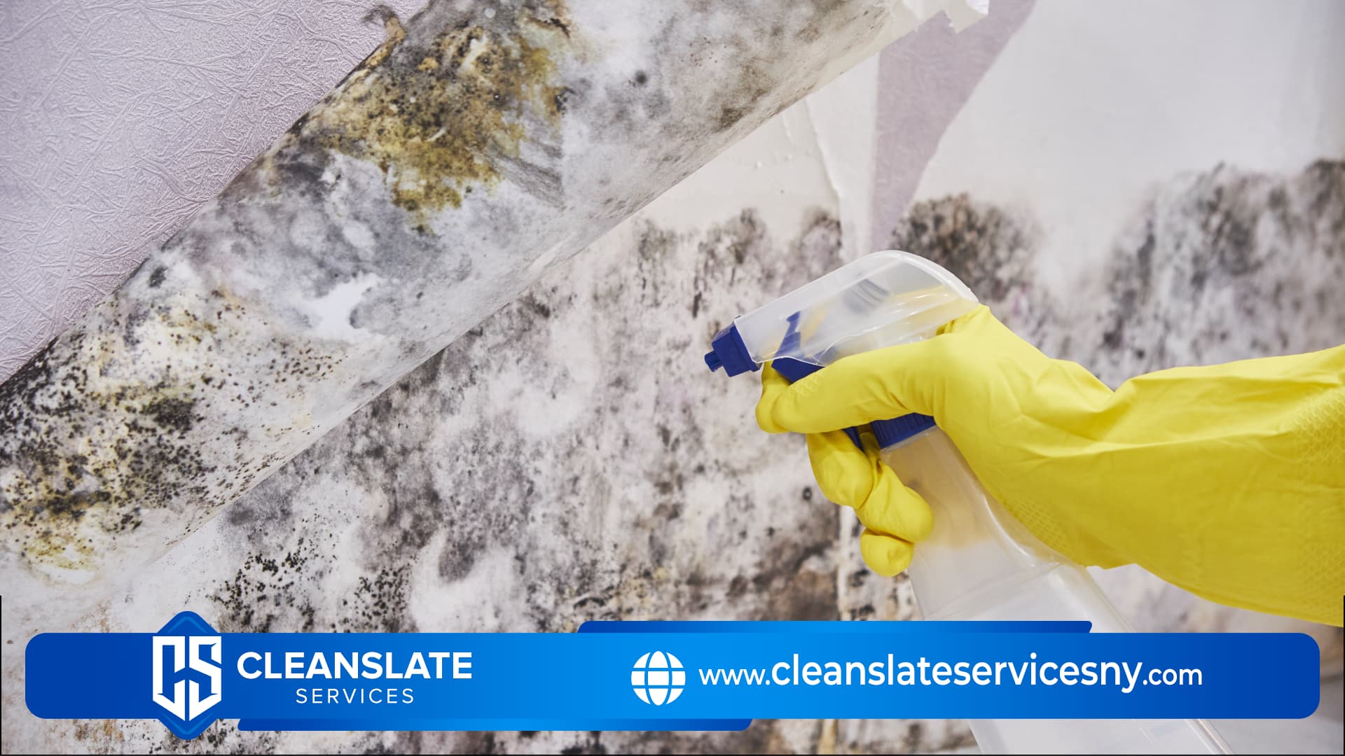 Mold Removal Companies