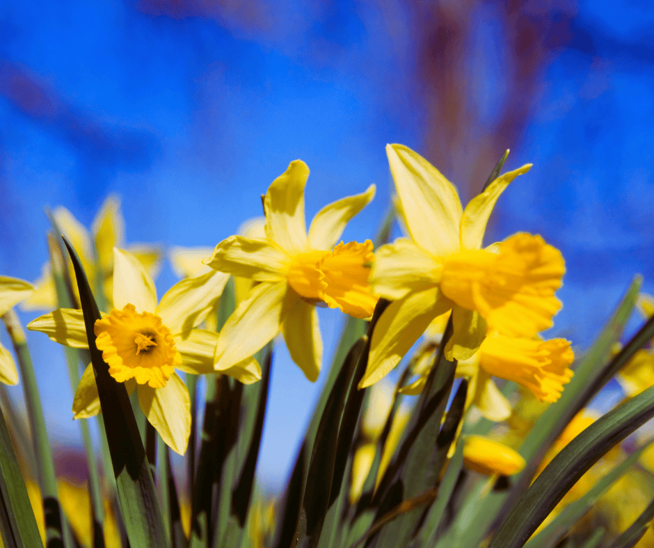 Suffolk County Roofing