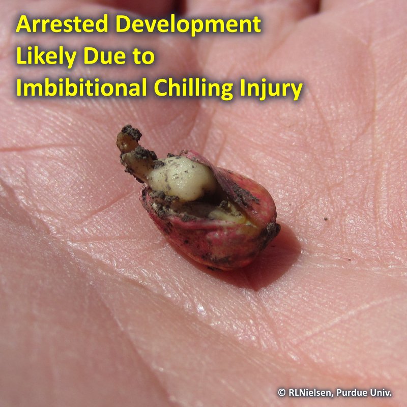 Corn Injury