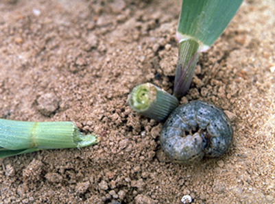cutwormpic.png