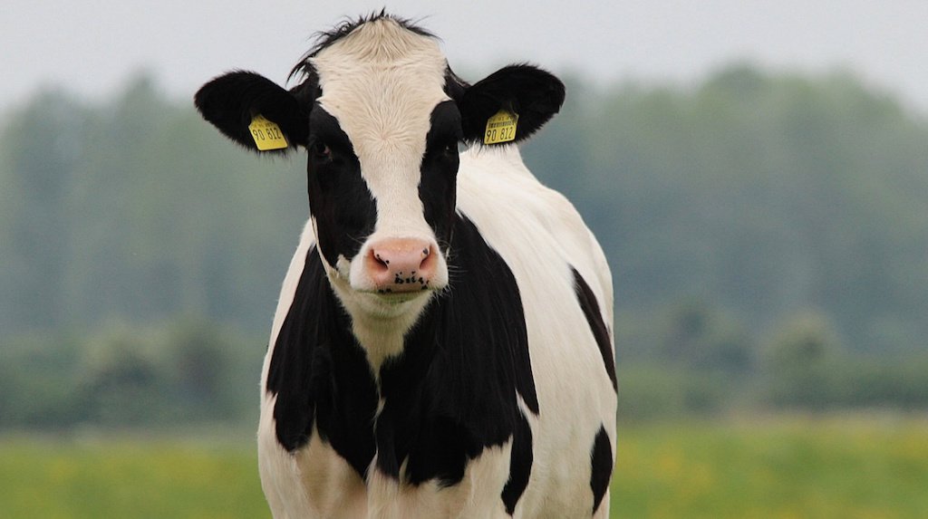 Dairy cow