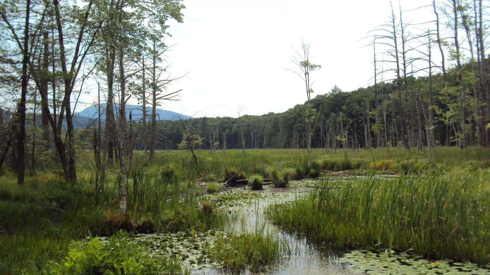 freshwaterwetlandswebinar