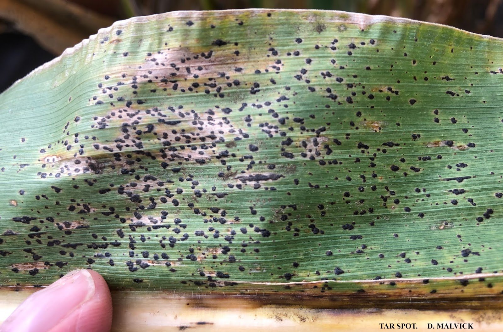 Tar Spot