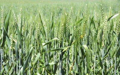 wheat.png