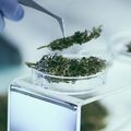 Medical marijuana